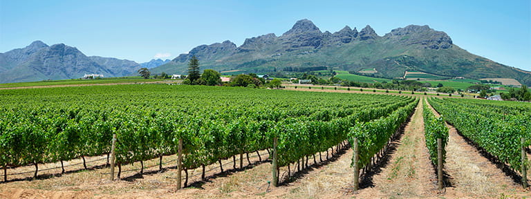 Vineyards near Franschhoek, South Africa